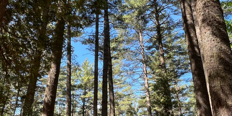 Camper submitted image from Sharp Bridge Campground