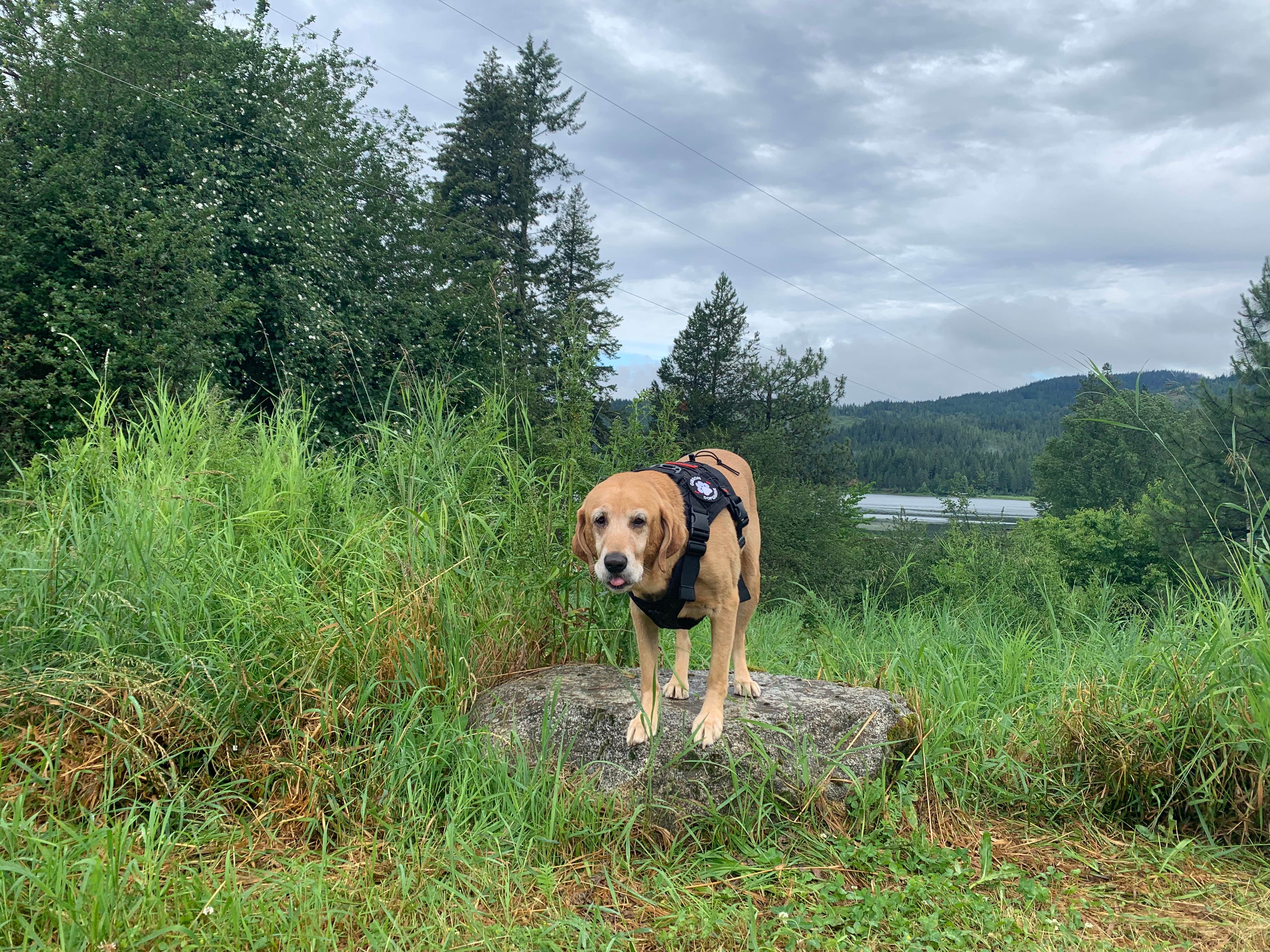 Brooke T.'s photo of camping with pets at Rose Lake near Coeur d'Alene, ID