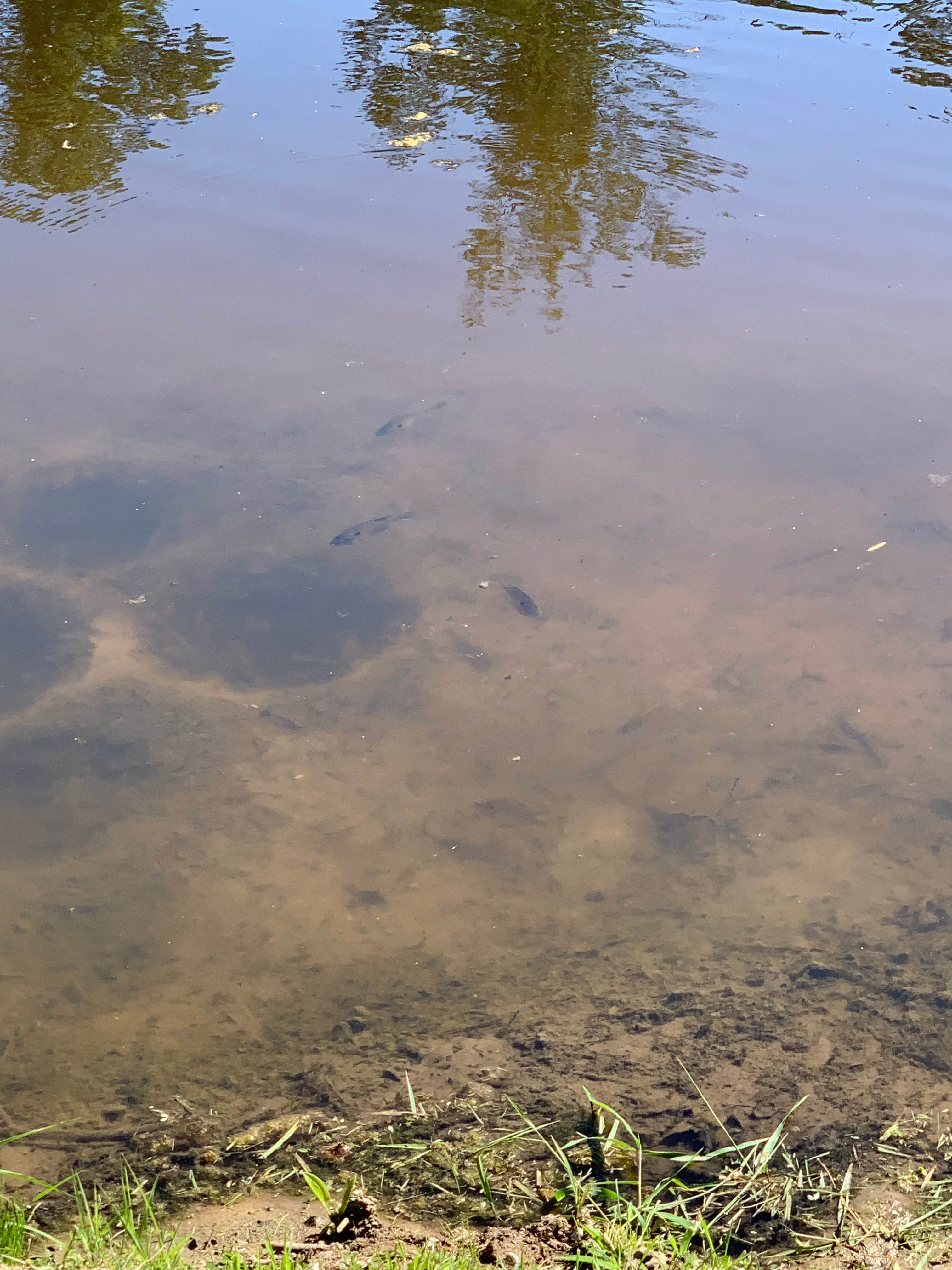 Camper-submitted photo at Batesville KOA near Milan, IN