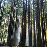 Review photo of Burlington Campground — Humboldt Redwoods State Park by tresha H., July 3, 2022
