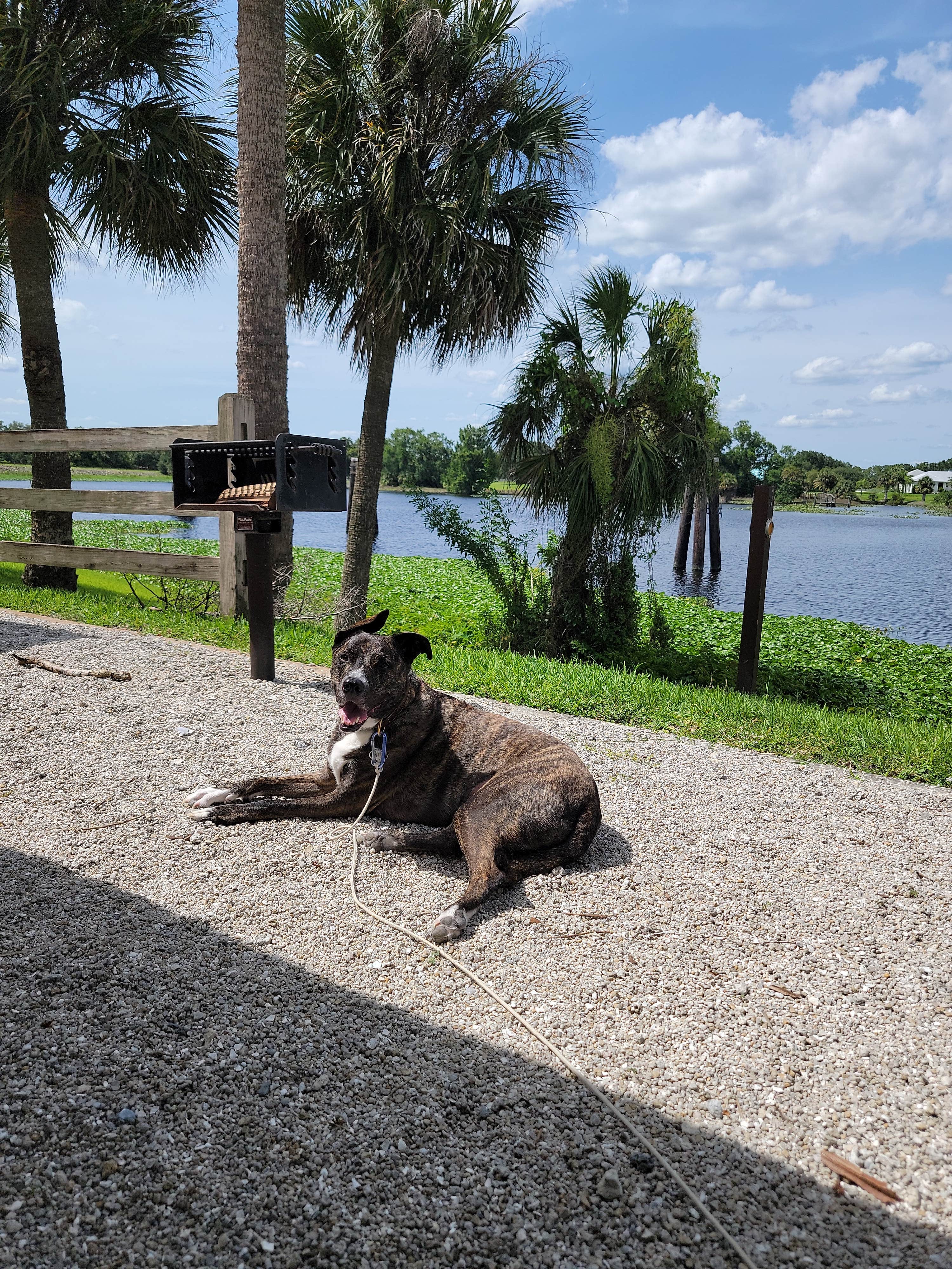 Michael B.'s photo of camping with pets at W.P. Franklin N near Sanibel, FL