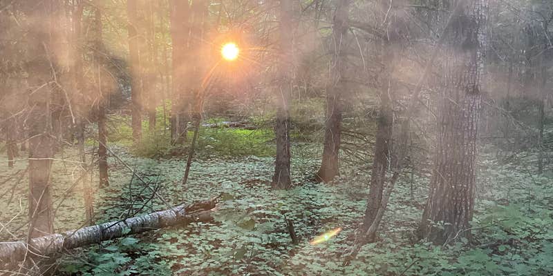 Camper submitted image from Forest Lake State Forest Campground