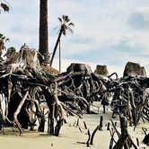 Review photo of Hunting Island State Park Campground by Michele B., July 17, 2018
