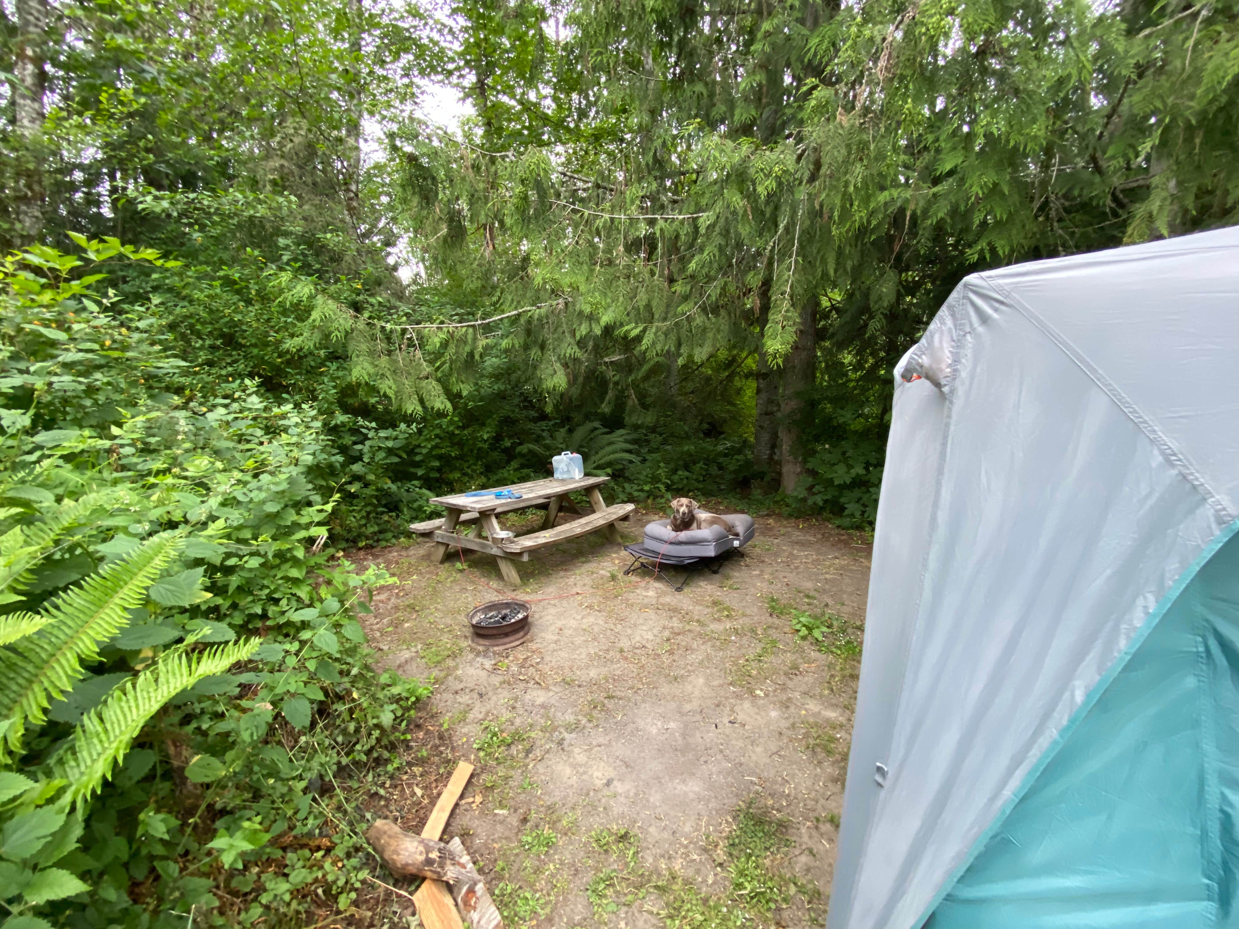 Heather's photo at Elwha Dam RV Park near Port Angeles, WA