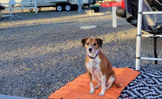 Yallaen's photo of camping with pets at Clark Park near Winnemucca, NV