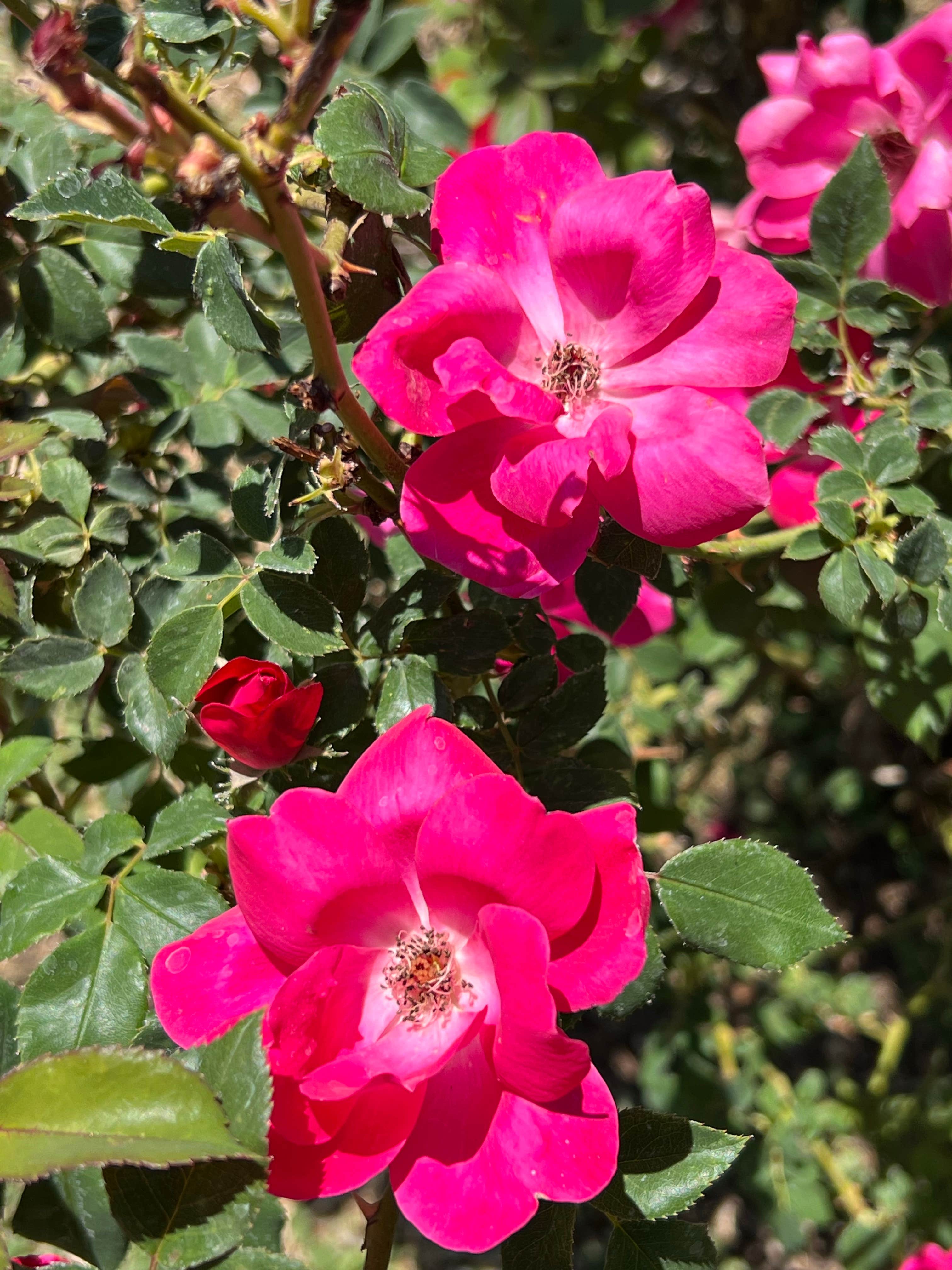 Camper-submitted photo at Moonflower Meadows RV Resort near Ruidoso, NM