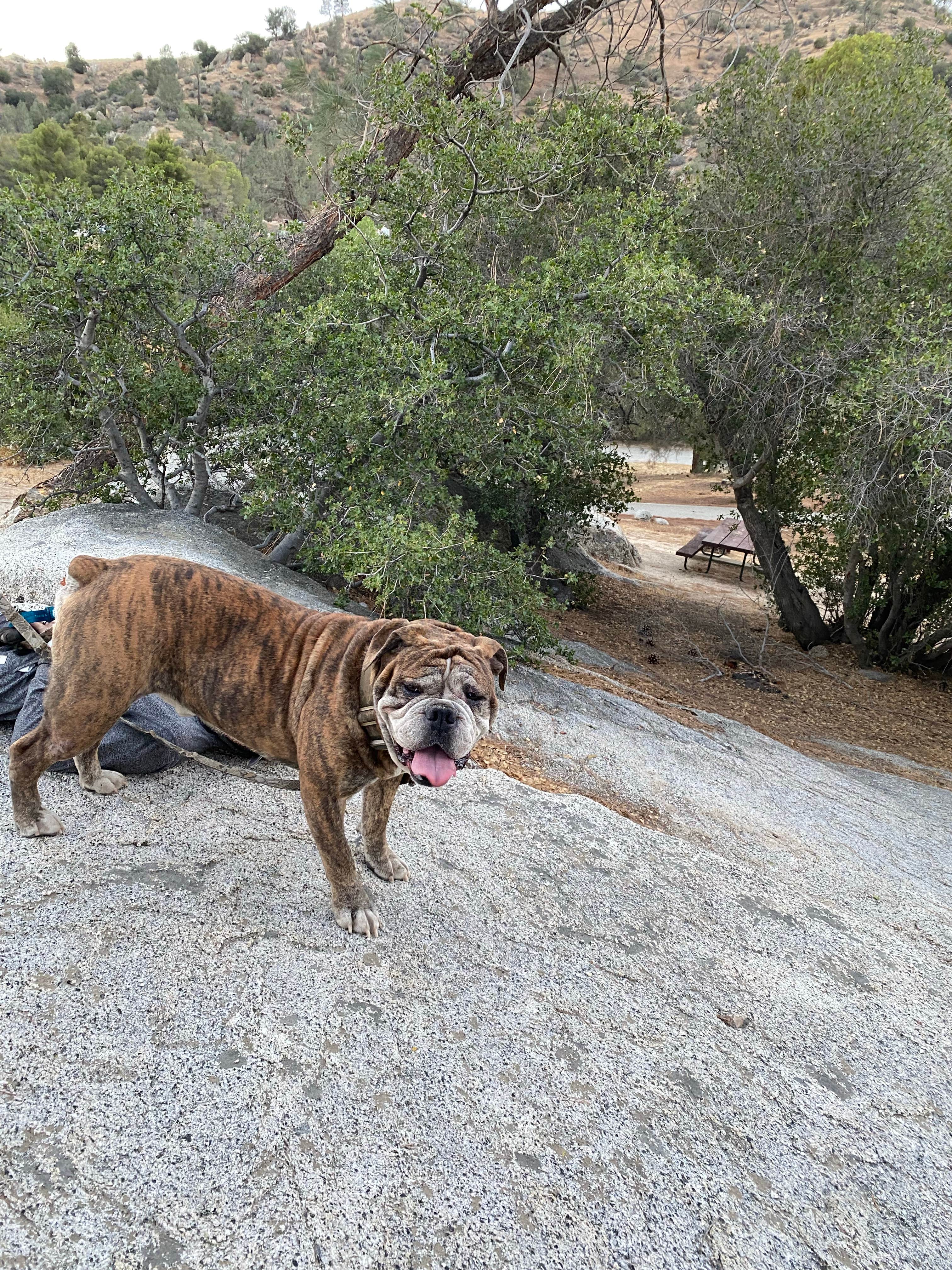 Amber R.'s photo of camping with pets at Boulder Gulch near Bakersfield, CA