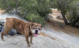 Amber R.'s photo of camping with pets at Boulder Gulch near Edison, CA