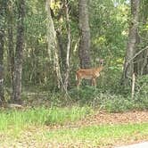 Review photo of Mike Roess Gold Head Branch State Park Campground & Cabins by Amy M., July 4, 2022