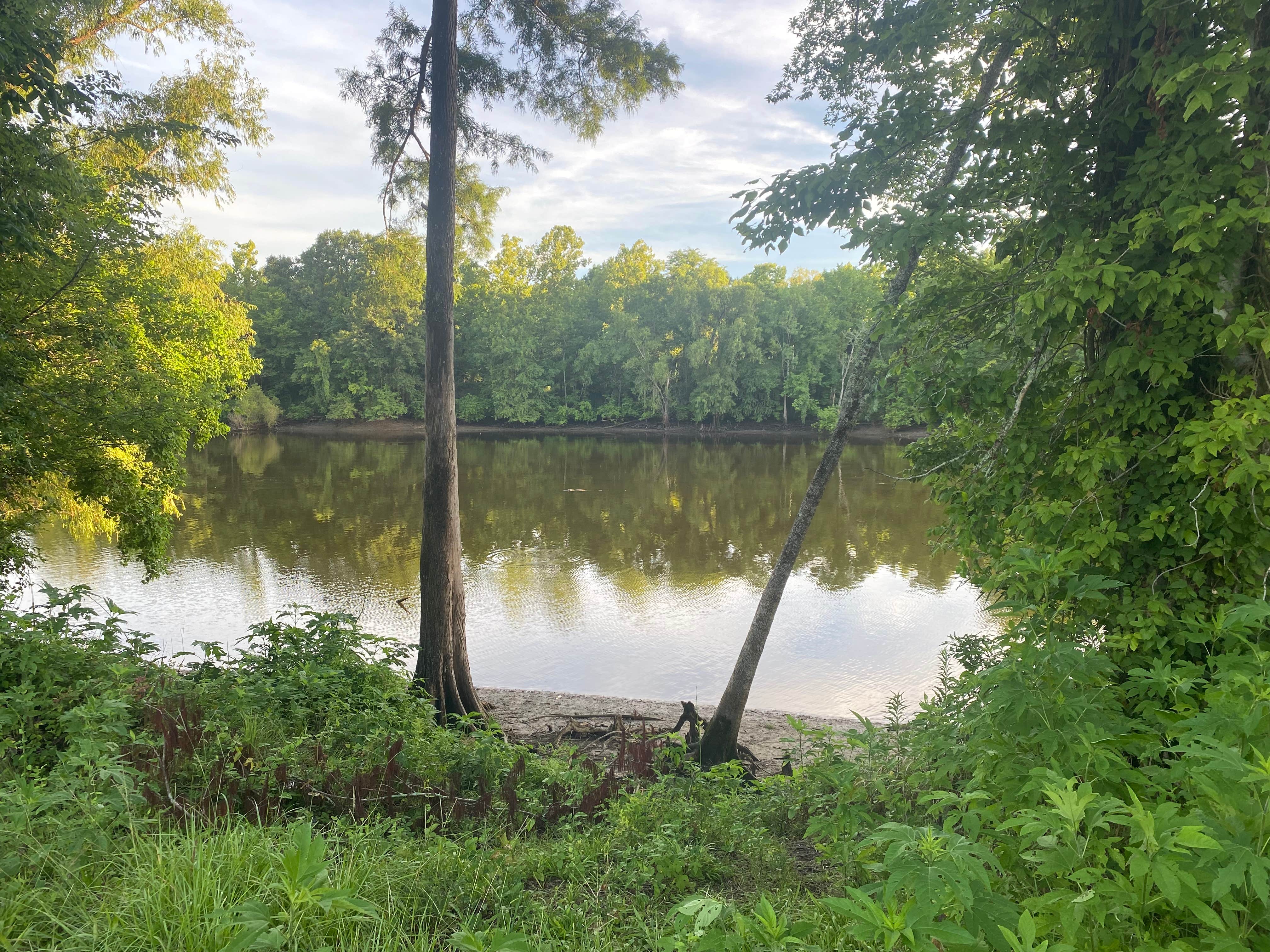 Camper-submitted photo at Sherburne WMA near St. Francisville, LA