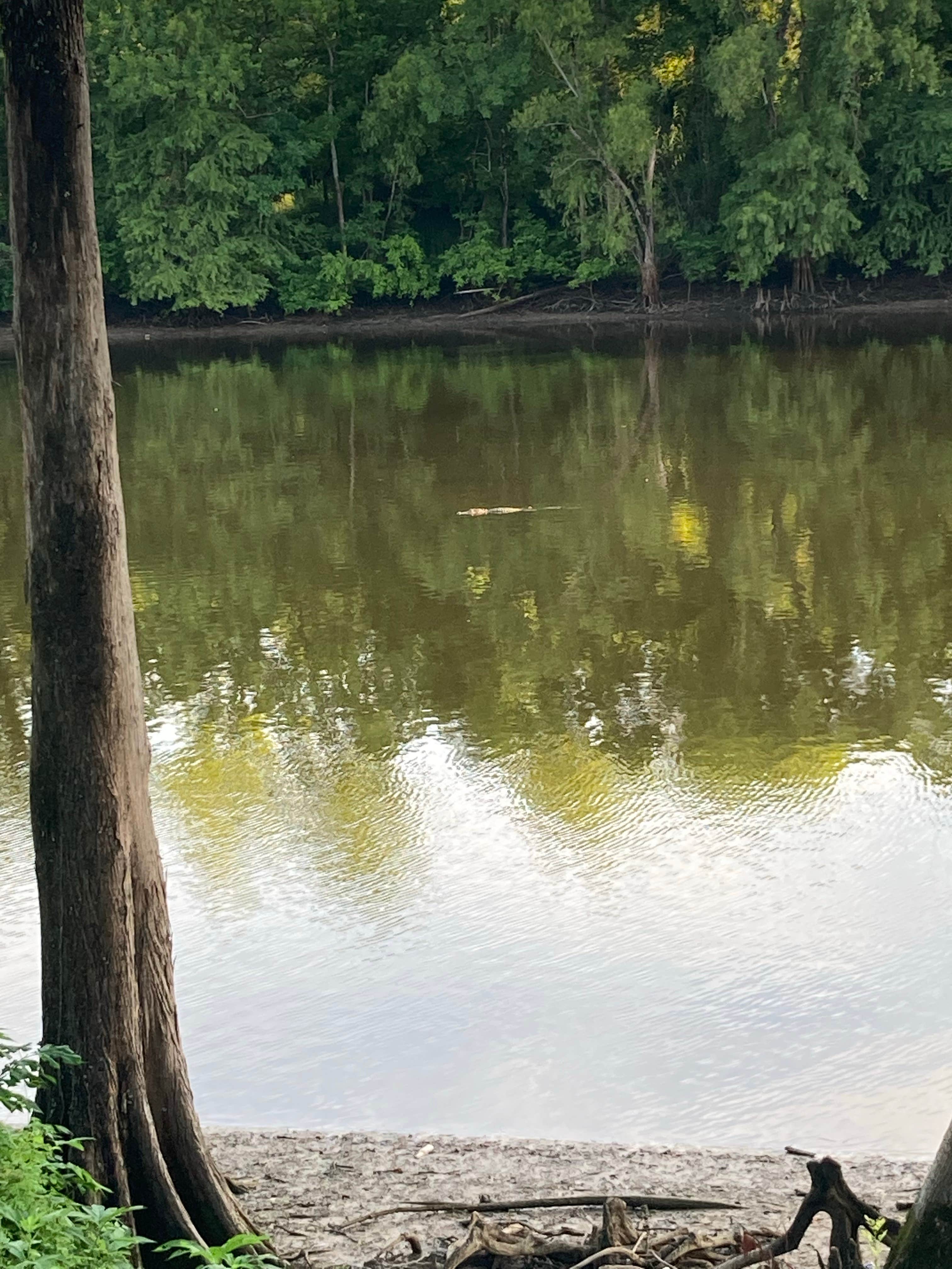 Camper-submitted photo at Sherburne WMA near St. Francisville, LA