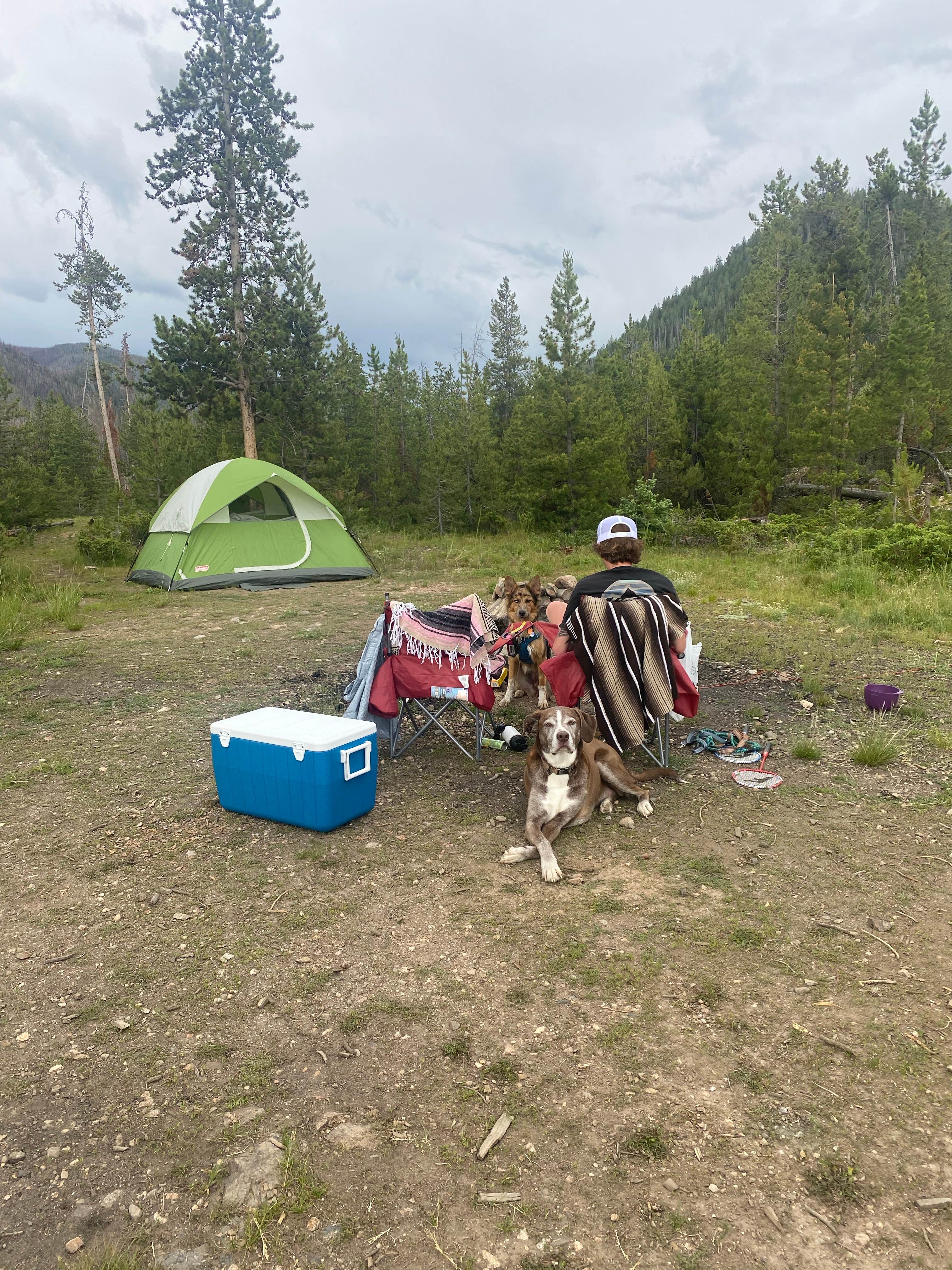 emily C.'s photo of camping with pets at Ute Pass Dispersed Camping near Kremmling, CO