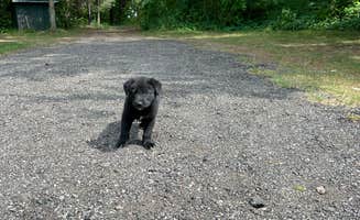David B.'s photo of camping with pets at Willow Shores Campground near Portage, MI