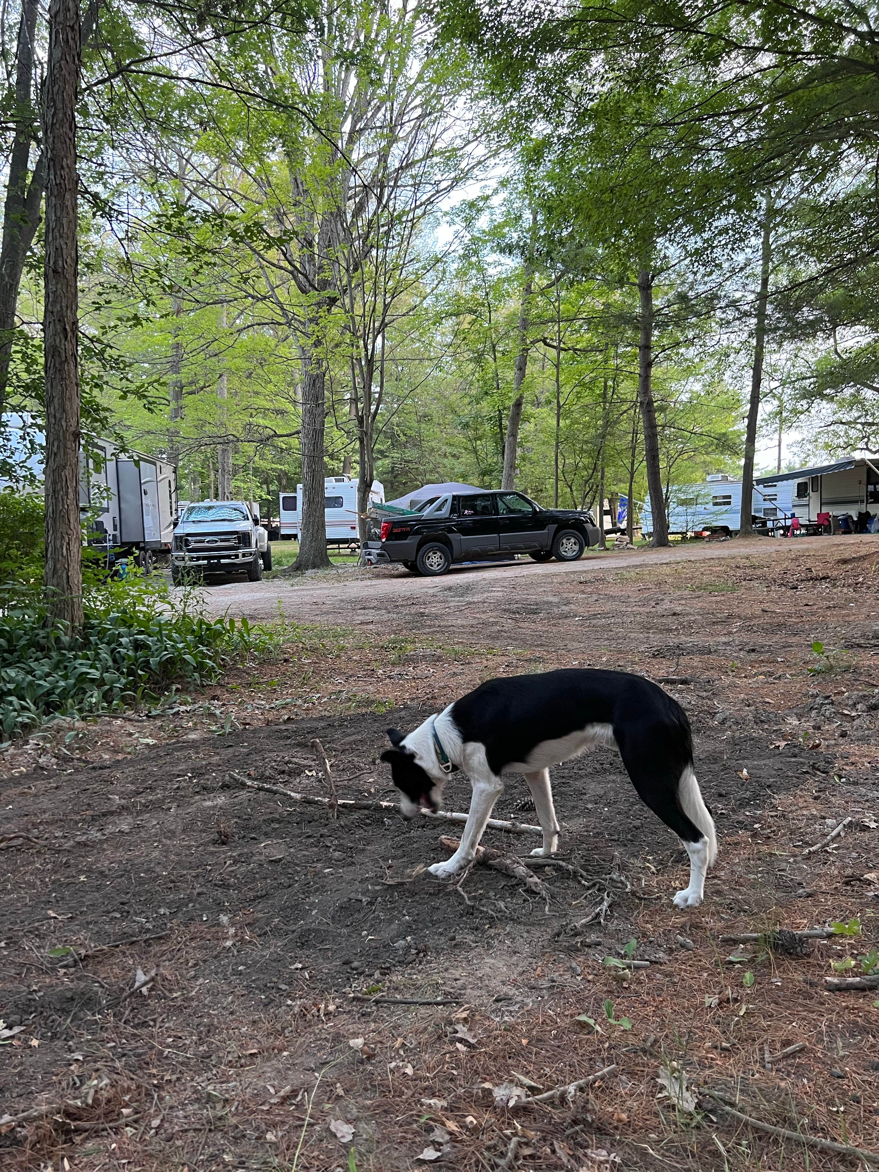 David B.'s photo of camping with pets at Thousand Trails St. Clair near Sterling Heights, MI