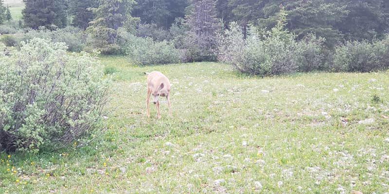 Camper submitted image from Bandera Mine Dispersed Campsite