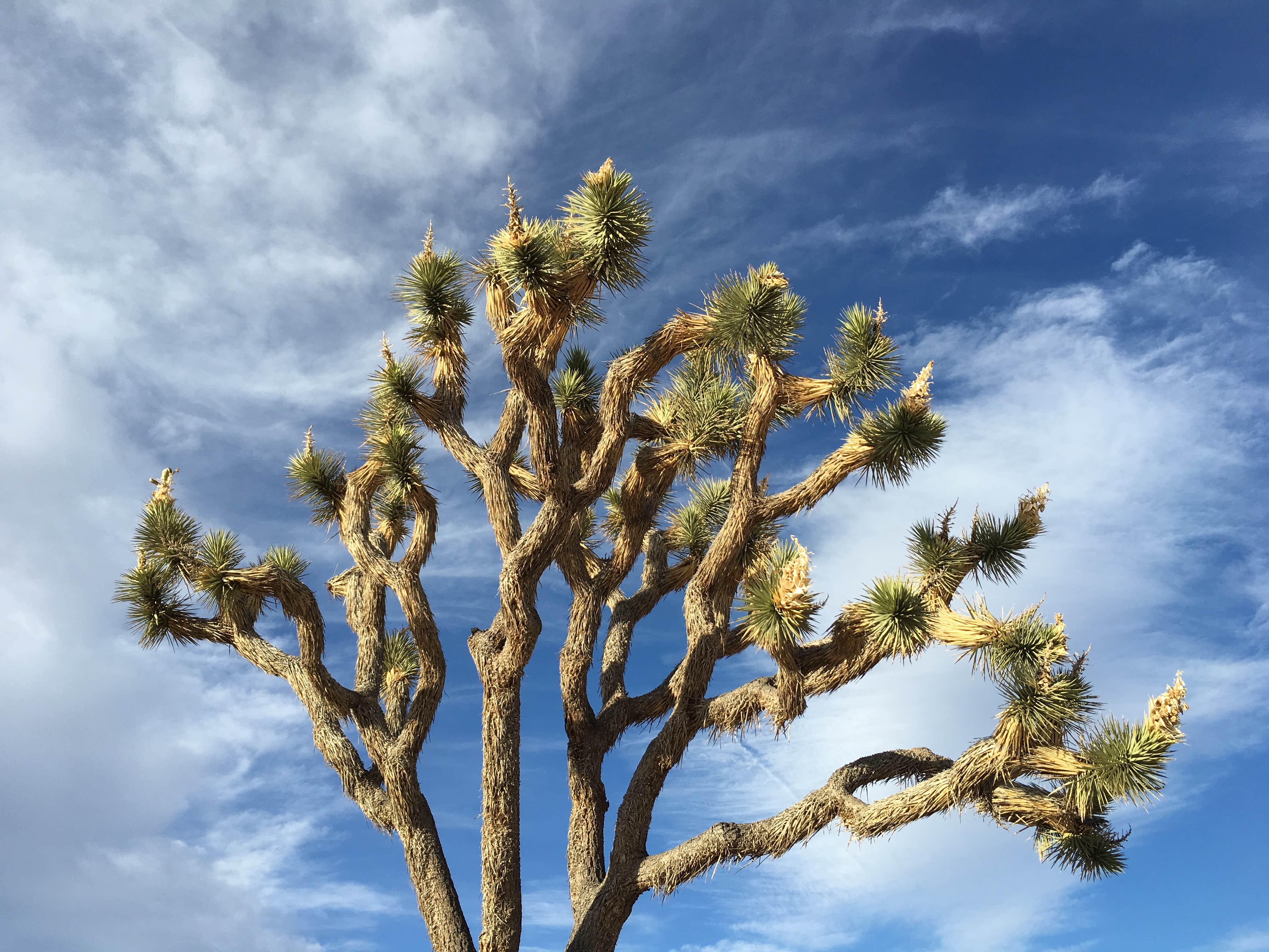 Camper submitted image from Joshua Tree Rancho - 3