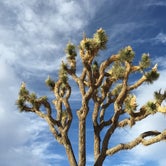Review photo of Joshua Tree Rancho by michael M., July 5, 2022