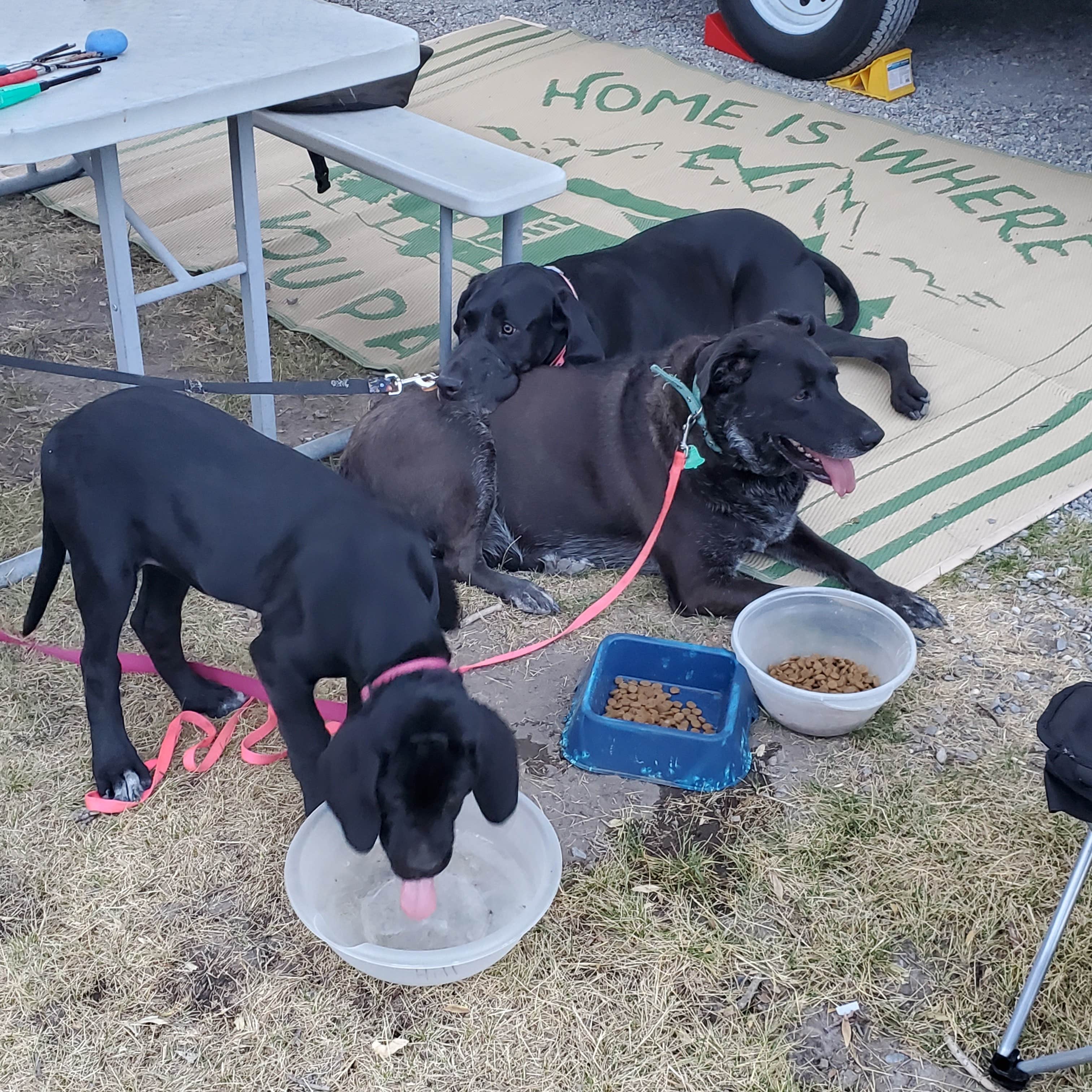 Jeremy H.'s photo of camping with pets at Craters of the Moon-Arco KOA near Arco, ID