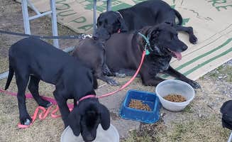 Jeremy H.'s photo of camping with pets at Craters of the Moon-Arco KOA near Mackay, ID