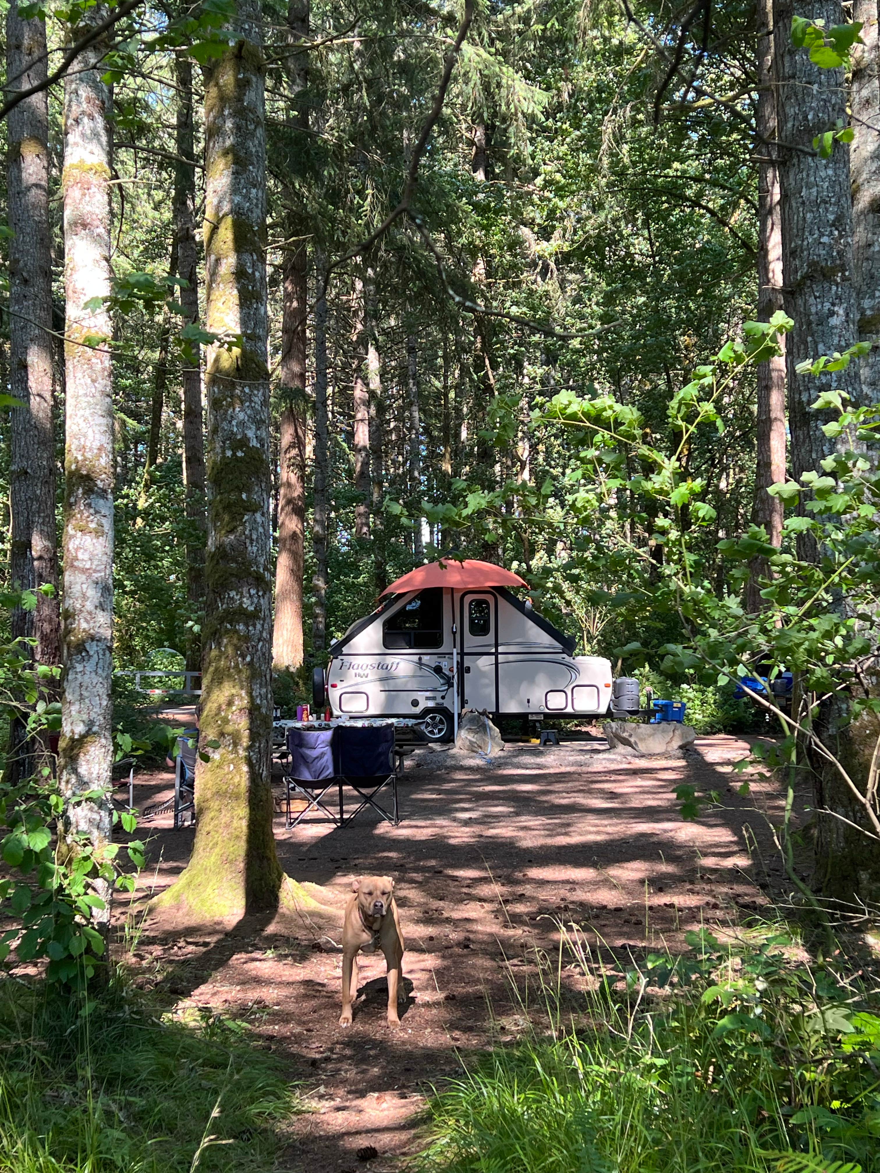Patti C.'s photo at Ike Kinswa State Park Campground near Toledo, WA