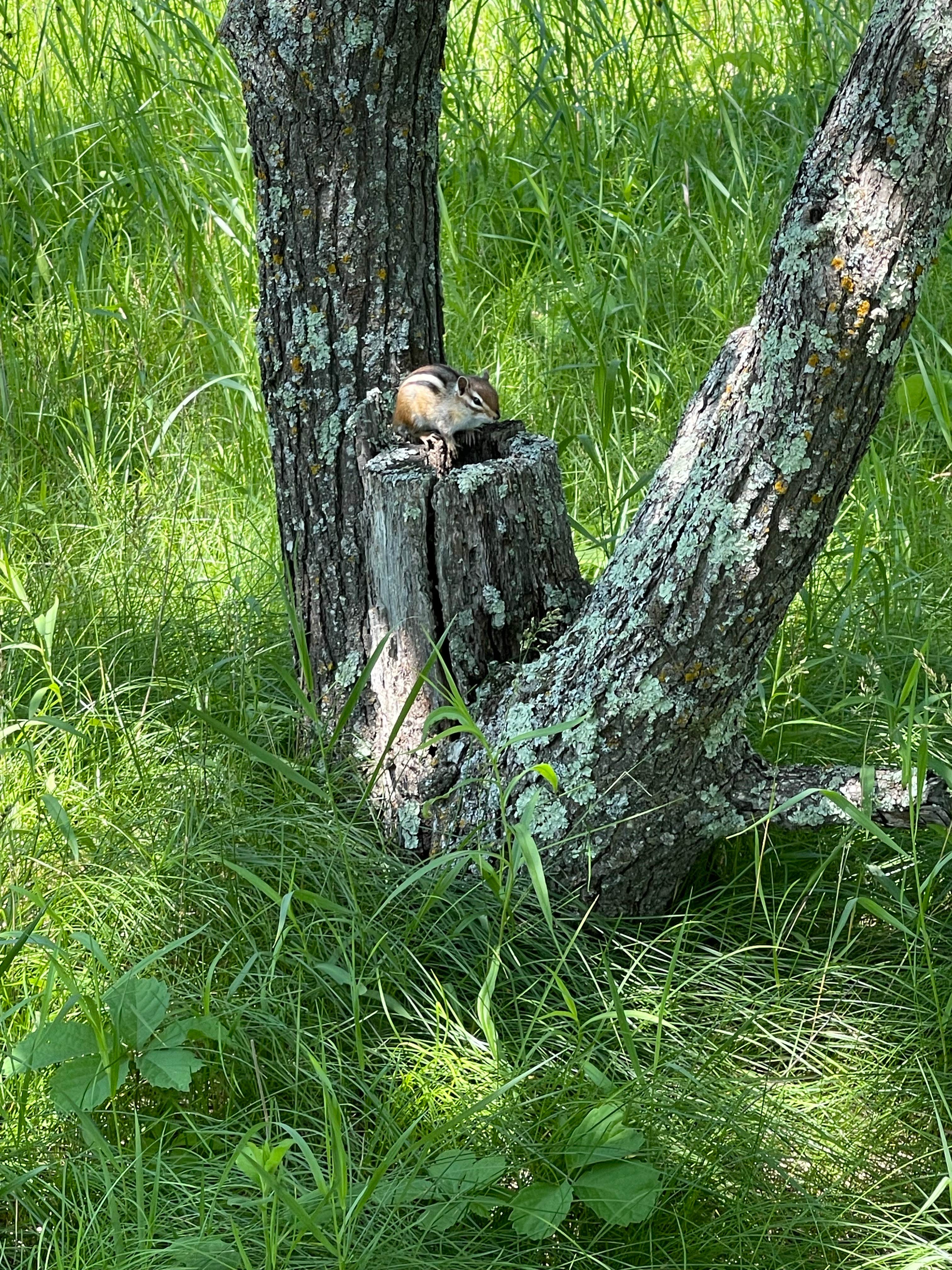 Camper-submitted photo at Schoolcraft State Park Campground near Grand Rapids, MN