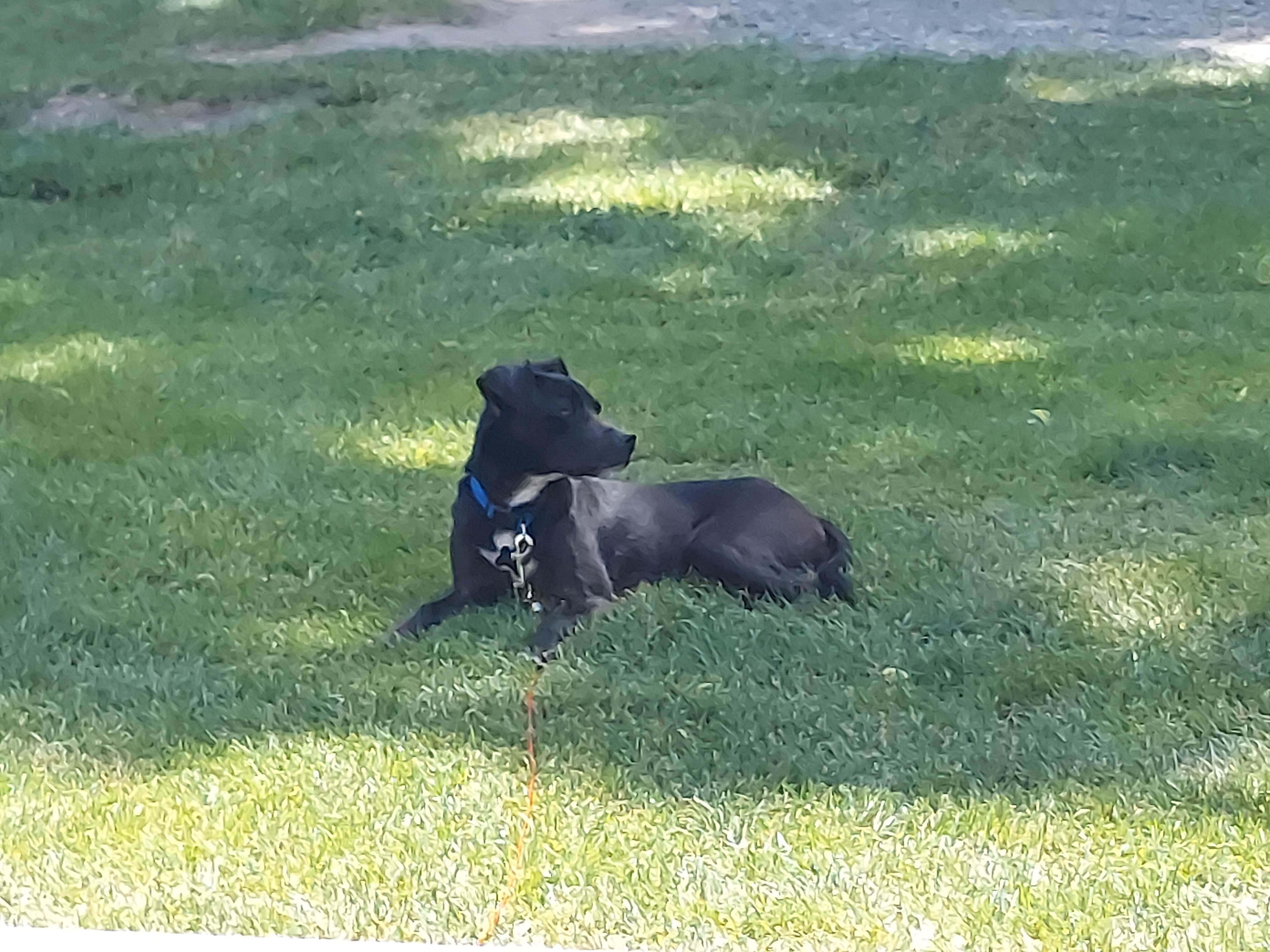 Coddiwompling F.'s photo of camping with pets at Welcome Station RV Park near Deeth, NV