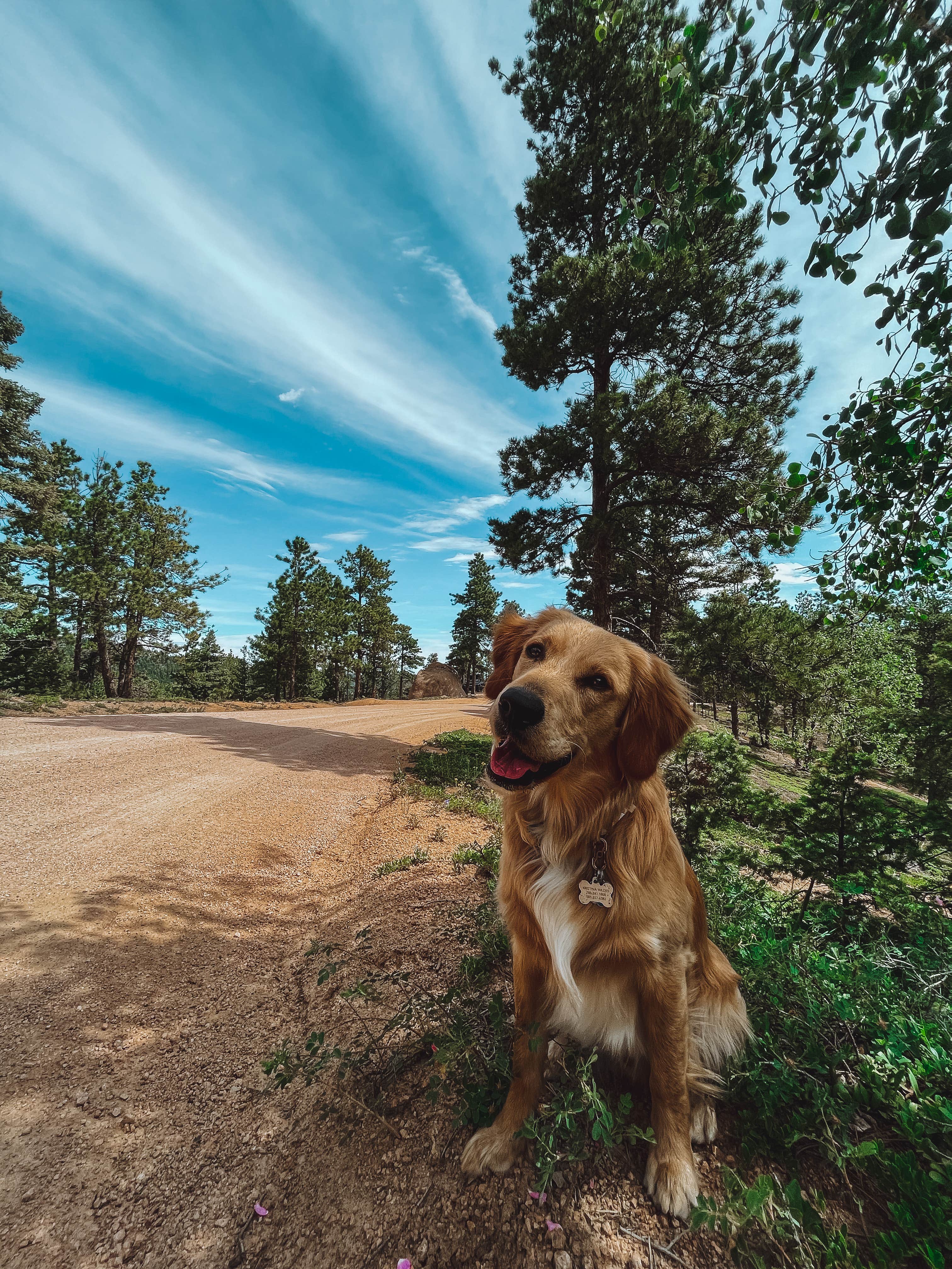 Kristina W.'s photo of camping with pets at Mount Herman Road Dispersed Camping near Parker, CO
