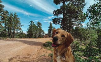 Kristina W.'s photo of camping with pets at Mount Herman Road Dispersed Camping near Castle Rock, CO