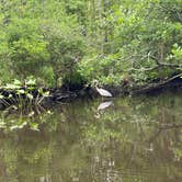 Review photo of Shad Landing Campground by Chuck W., July 5, 2022