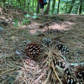 Review photo of Shad Landing Campground by Chuck W., July 5, 2022