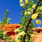Review photo of Atlatl Rock Campground — Valley of Fire State Park by Melissa N., July 17, 2018