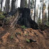 Review photo of Crane Flat Campground — Yosemite National Park by Jen S., July 17, 2018