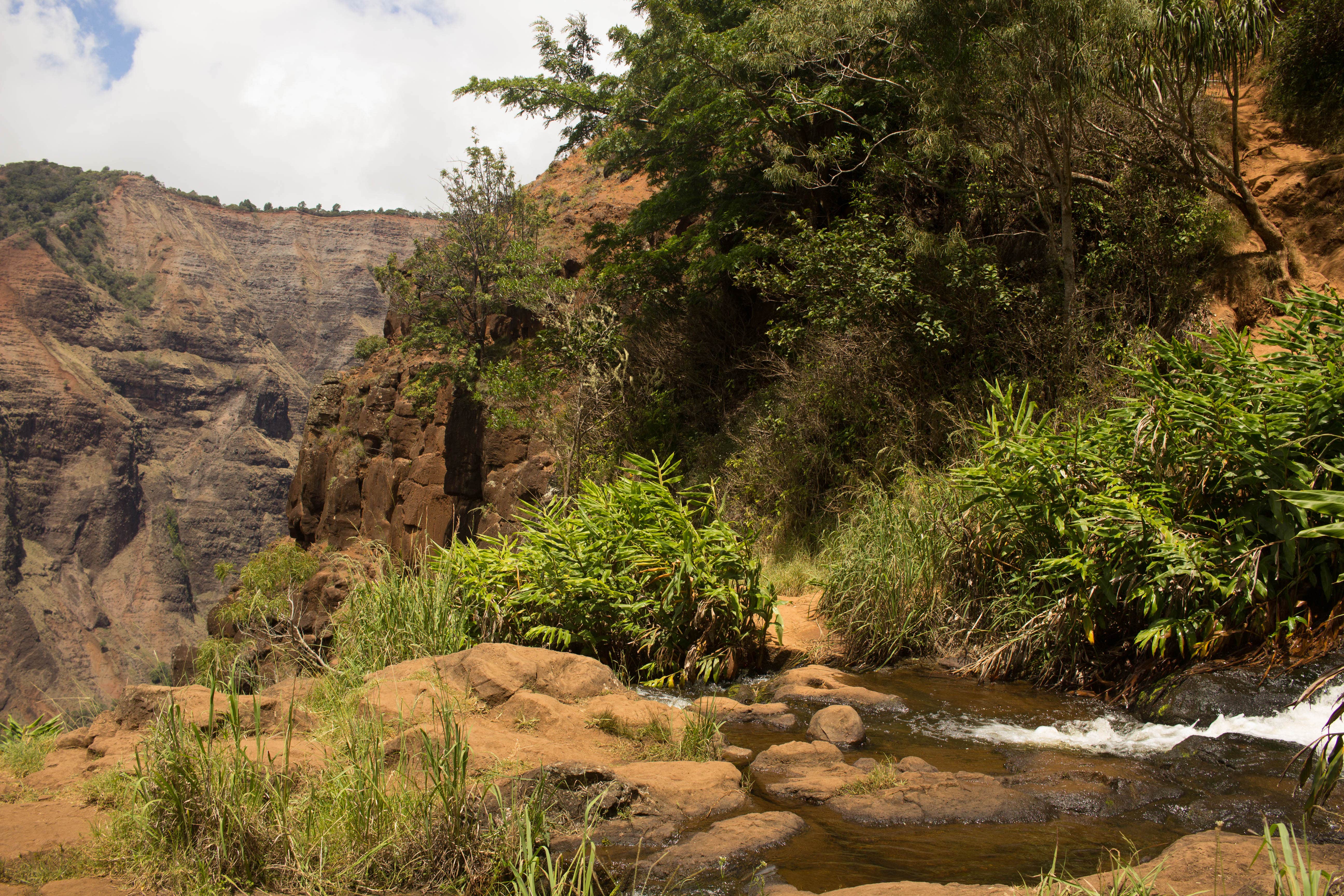 Camper submitted image from Koaie Primitive - Kokee State Park - Kauai - 5