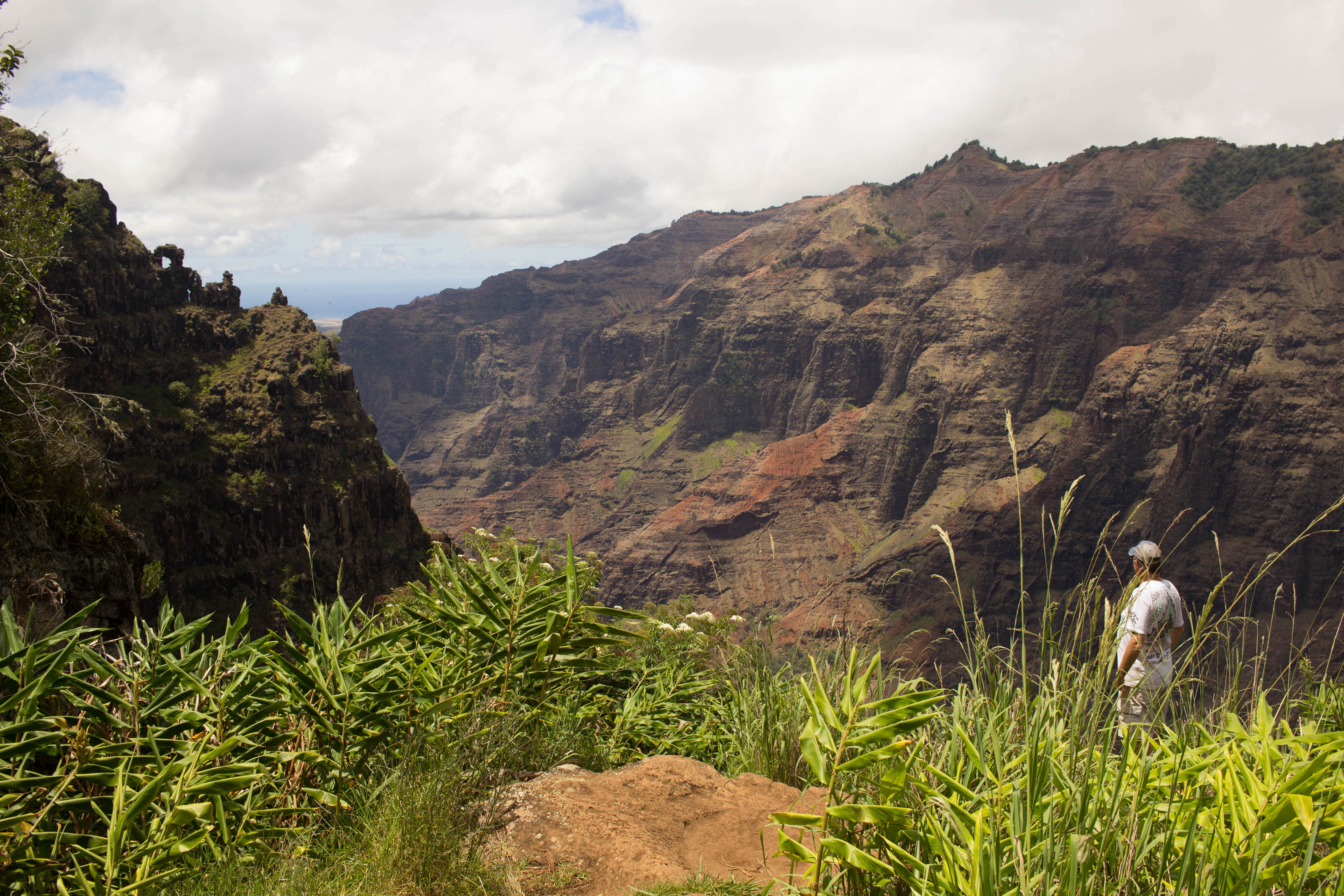 Camper submitted image from Koaie Primitive - Kokee State Park - Kauai - 2