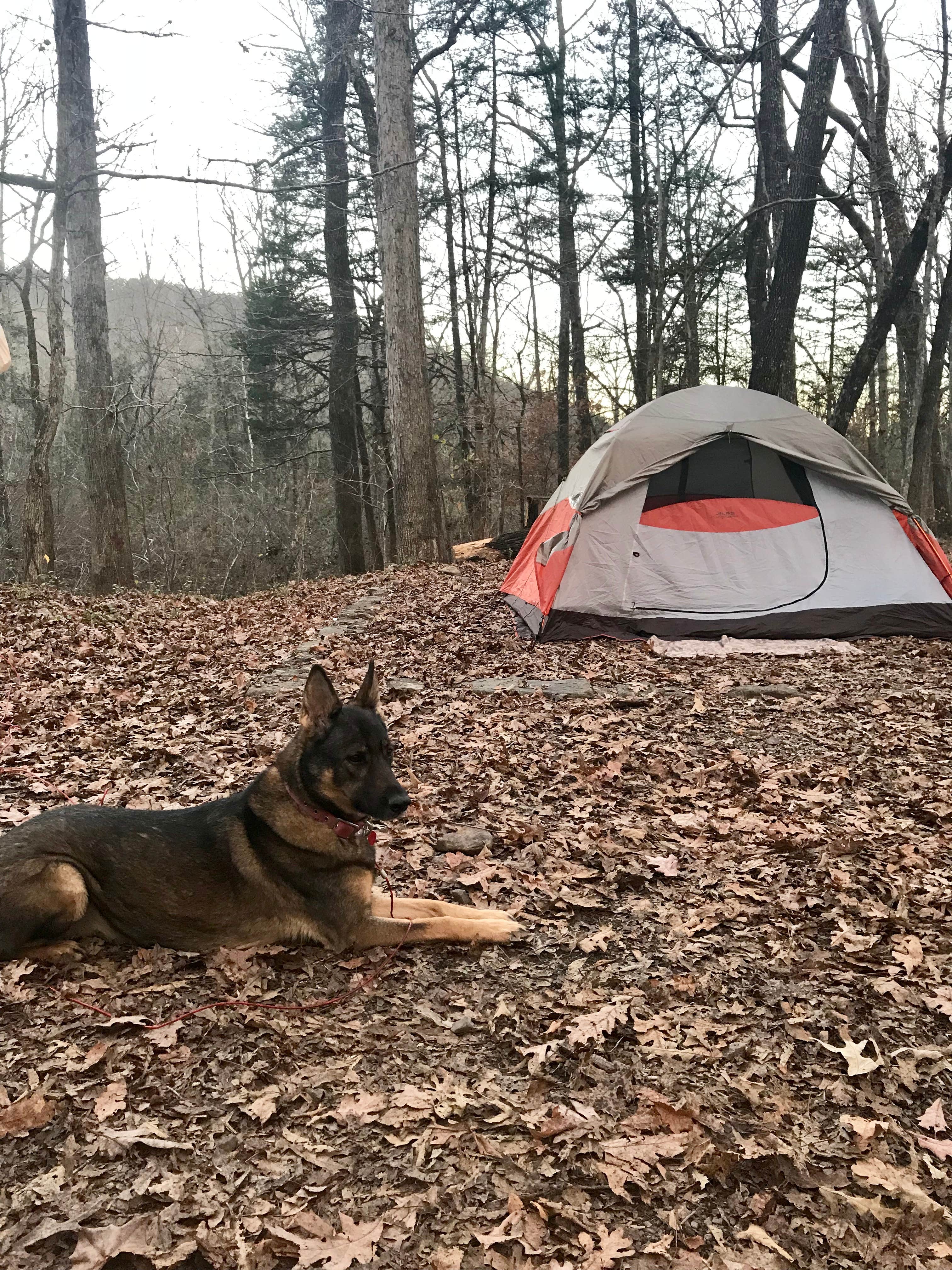 Camper submitted image from Redding Campground - 3