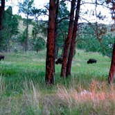 Review photo of Elk Mountain Campground — Wind Cave National Park by Krista T., July 17, 2018