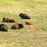 Review photo of Elk Mountain Campground — Wind Cave National Park by Krista T., July 17, 2018