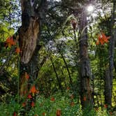 Review photo of Ponderosa Campground by Katie H., July 17, 2018