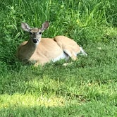 Review photo of Bledsoe Creek State Park Campground by Malinda C., July 17, 2018