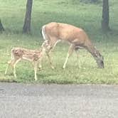 Review photo of Bledsoe Creek State Park Campground by Malinda C., July 17, 2018