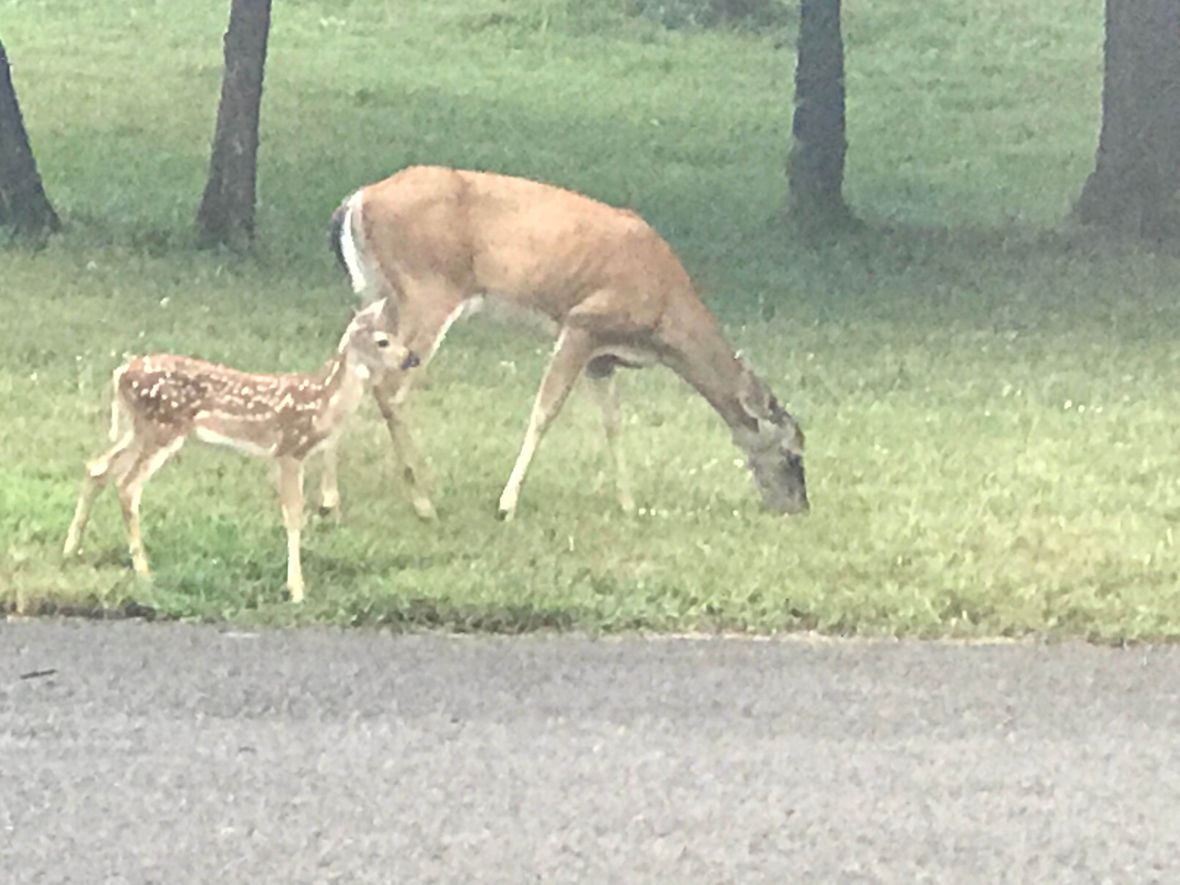 Camper submitted image from Bledsoe Creek State Park Campground - 4