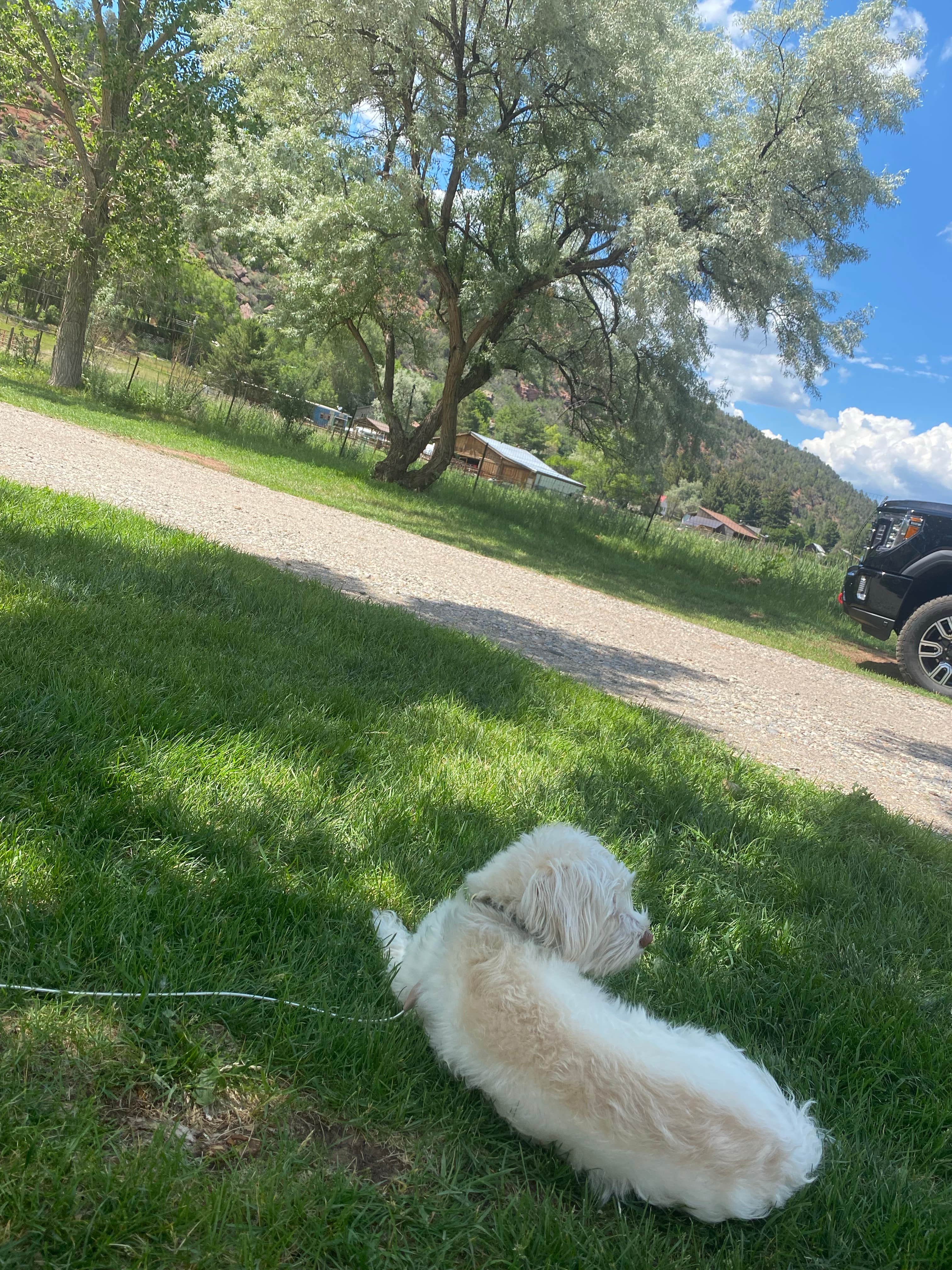 Rebeca H.'s photo of camping with pets at Alpen Rose RV Park near Bayfield, CO
