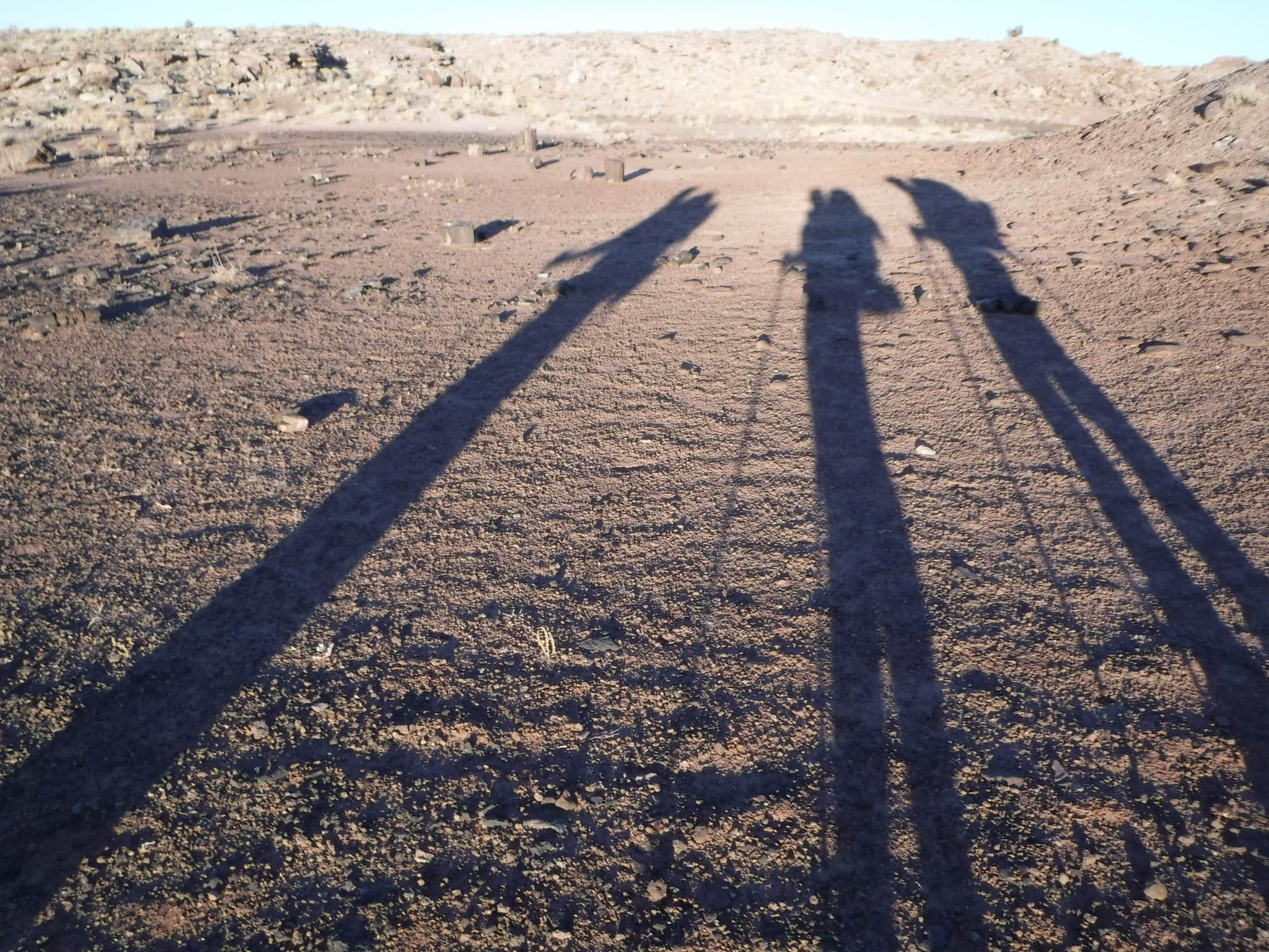 Camper submitted image from Petrified Forest National Wilderness Area — Petrified Forest National Park - 3