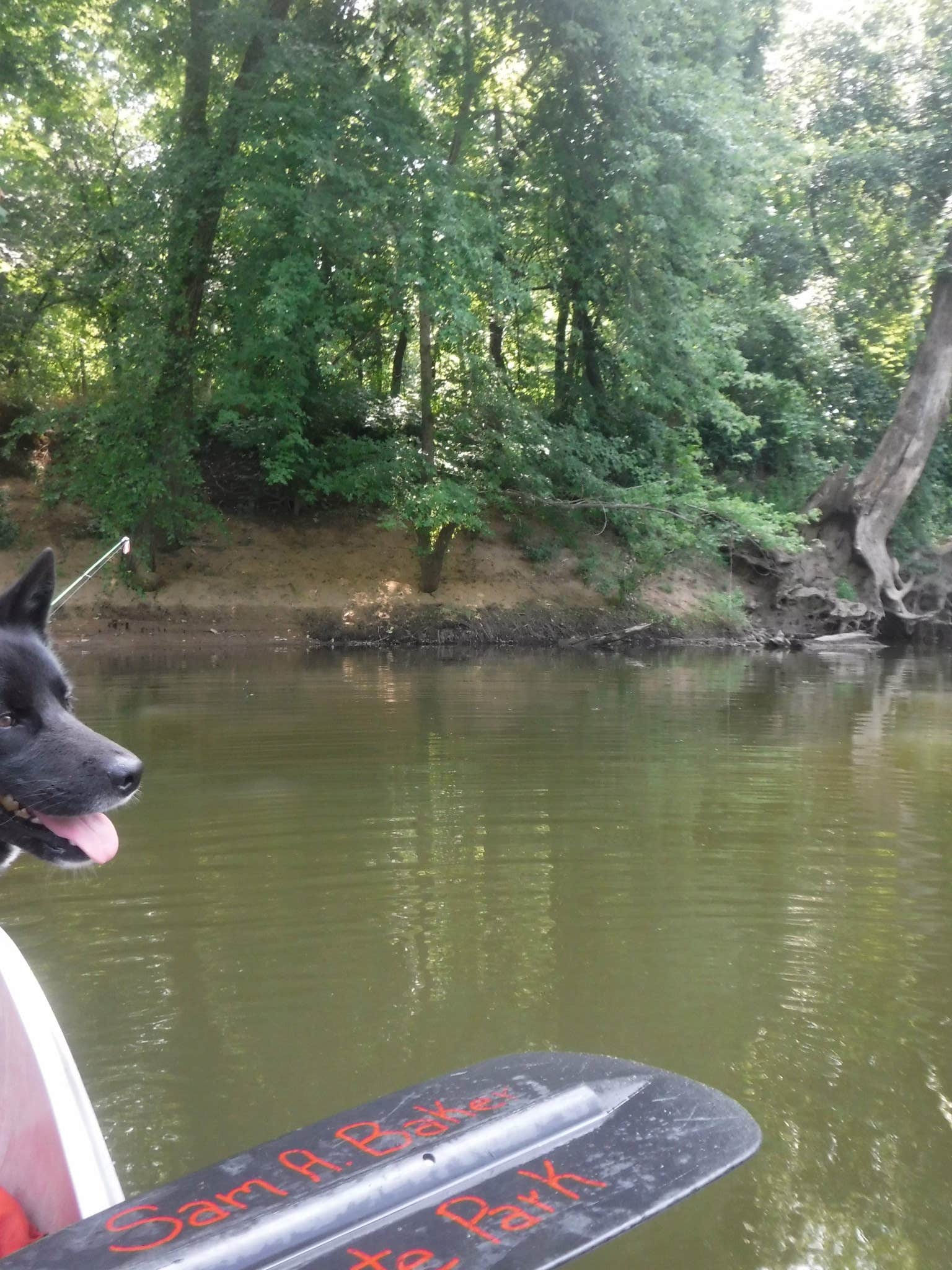 Mara F.'s photo of camping with pets at Sam A. Baker State Park Campground near Pilot Knob, MO