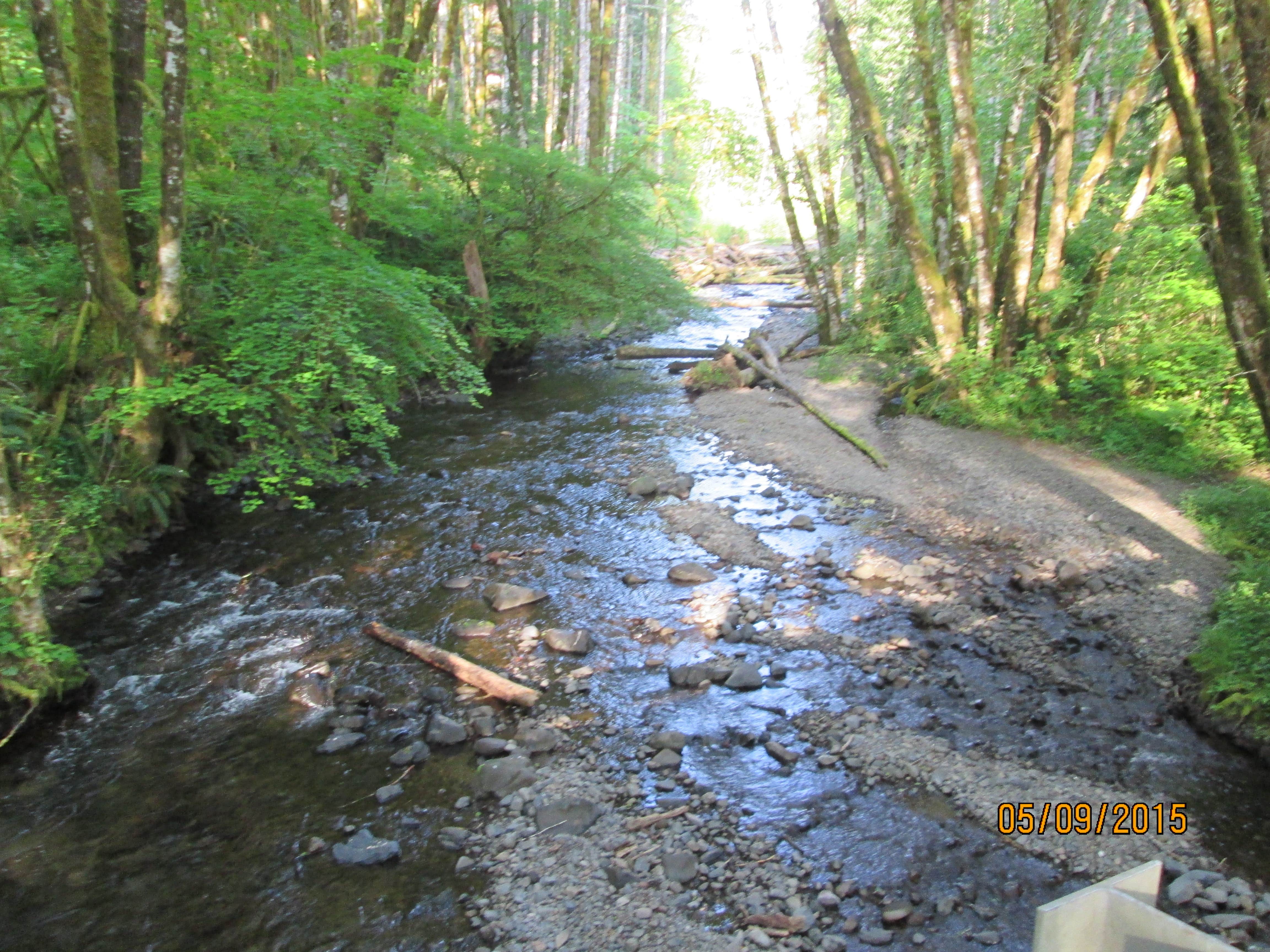 Camper submitted image from Gales Creek Campground - 5