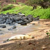 Review photo of Polihale State Park Campground by Sasha W., July 18, 2018