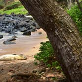 Review photo of Polihale State Park Campground by Sasha W., July 18, 2018