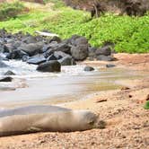 Review photo of Polihale State Park Campground by Sasha W., July 18, 2018