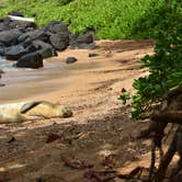 Review photo of Polihale State Park Campground by Sasha W., July 18, 2018