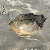 Review photo of Jekyll Island Campground by Amber C., July 18, 2018